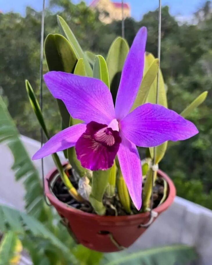 Foto de orquideas 112 - 2