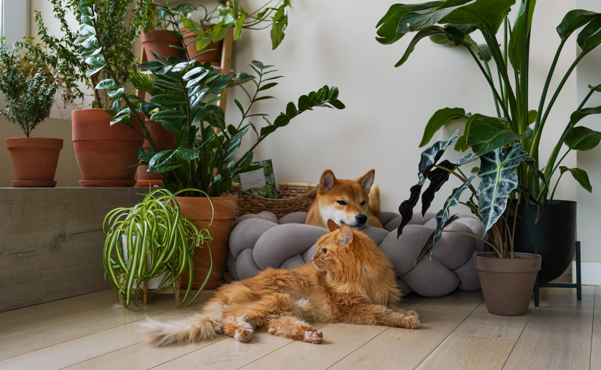 Plantas tóxicas para gatos e cães: espécies e cuidados