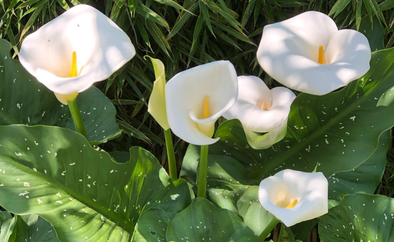 Foto de plantas toxicas para animais de estimacao 0010 - 18