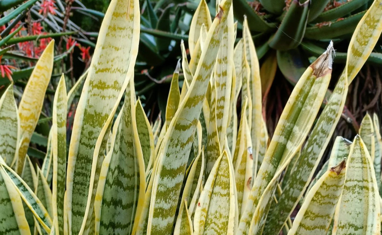 Foto de plantas toxicas para animais de estimacao 0013 - 4