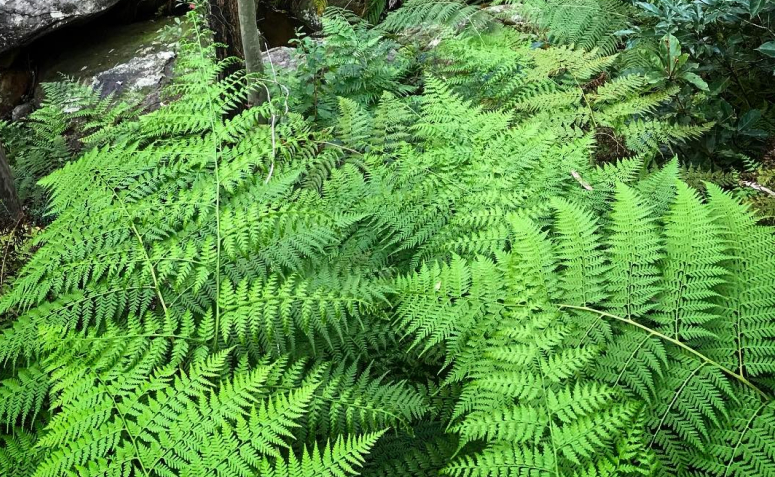 Foto de plantas toxicas para animais de estimacao 0015 - 19