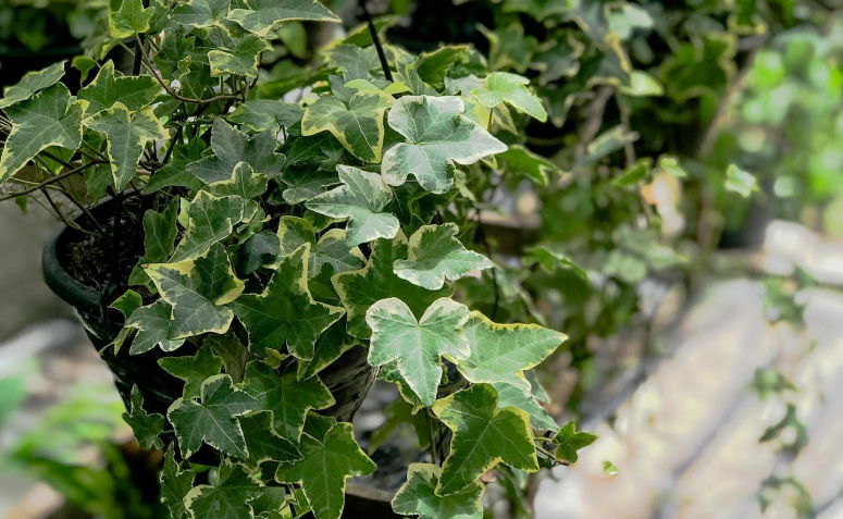 Foto de plantas toxicas para animais de estimacao 009 - 12