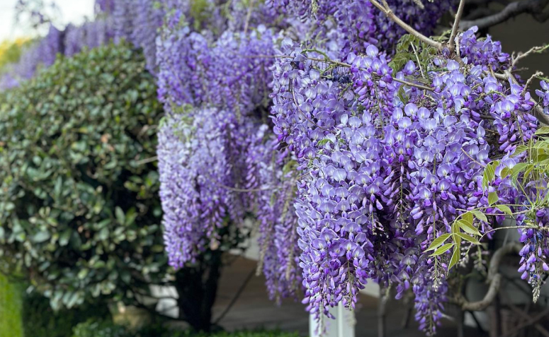 Foto de plantas toxicas para animais de estimacao 012 - 15