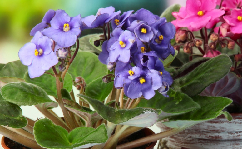 Foto de plantas toxicas para animais de estimacao 014 - 6