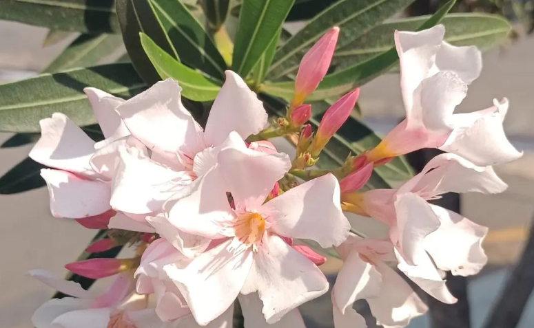 Foto de plantas toxicas para animais de estimacao 017 - 20