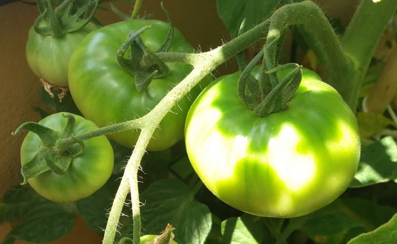 Foto de plantas toxicas para animais de estimacao 019 - 22