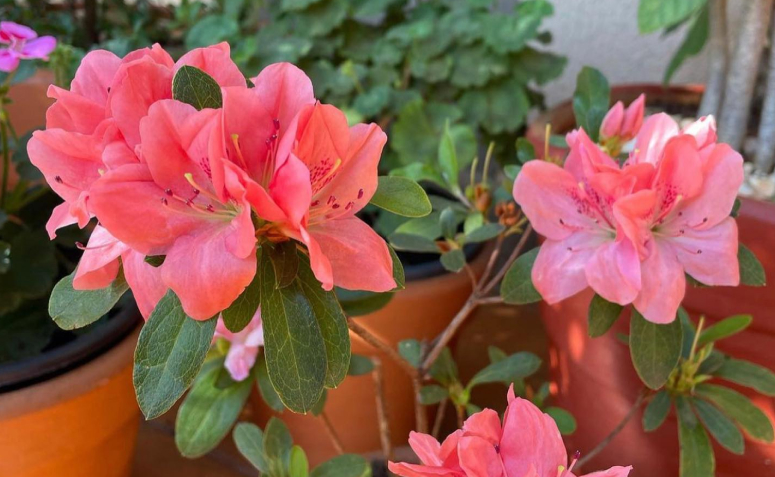 Foto de plantas toxicas para animais de estimacao 02 - 2