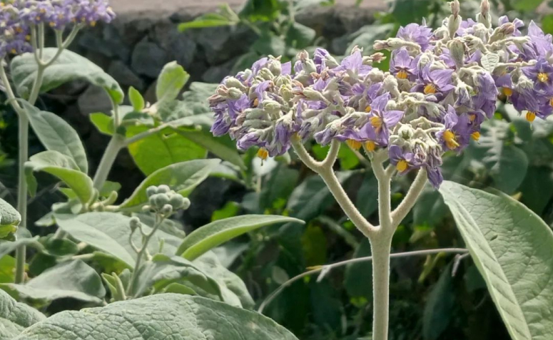 Foto de plantas toxicas para animais de estimacao 025 - 28