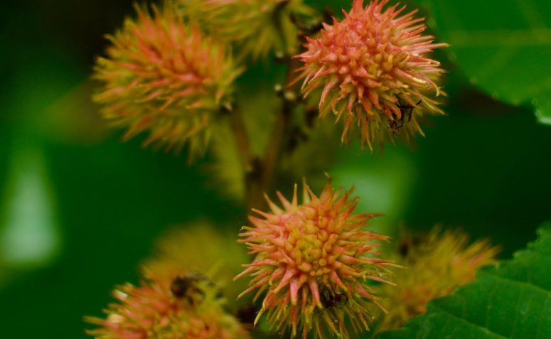 Foto de plantas toxicas para animais de estimacao 03 - 3