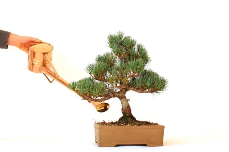 Foto de como cuidar do bonsai rega - 5