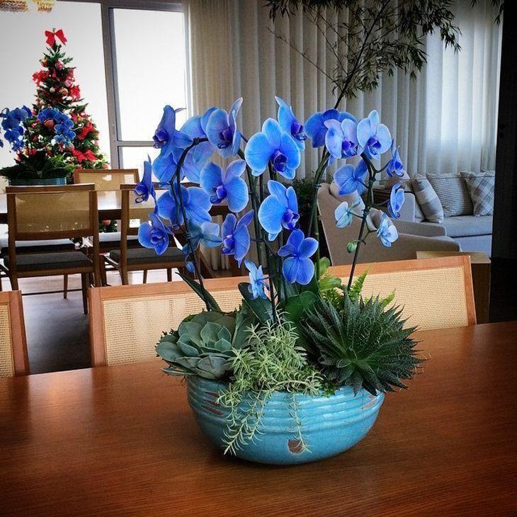 Foto de orquidea azul 1 - 6