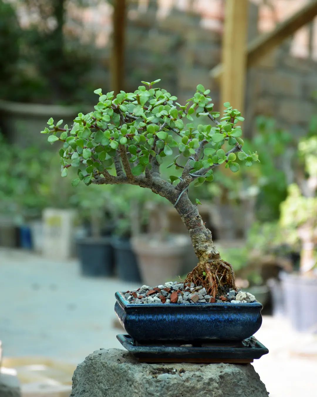 Foto de bonsai 014 - 25