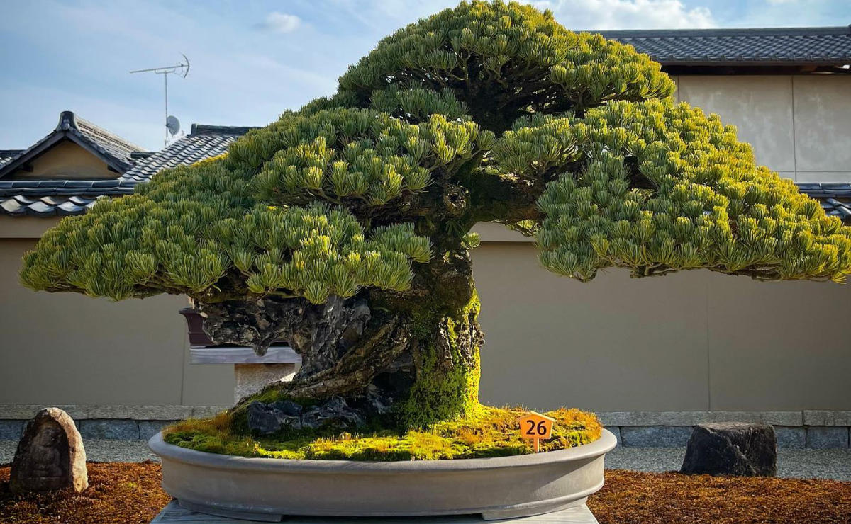 Como cuidar de Bonsai em sua casa ou apartamento