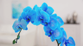 Foto de orquidea azul 00 - 3