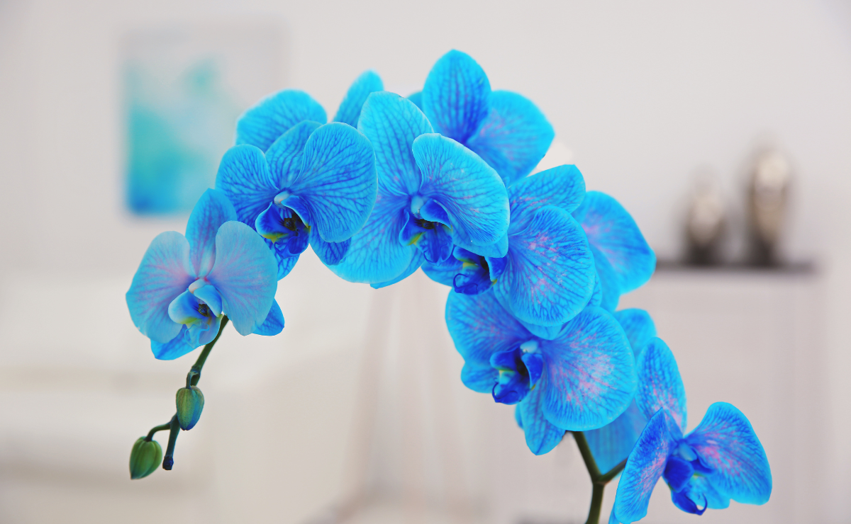 Orquídea azul: como cultivar e usar a planta na decoração da sua casa