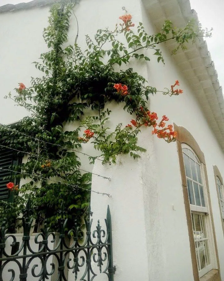 Foto de trepadeiras 31 - 29