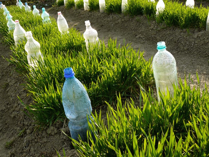 Foto de como cuidar das plantas nas viagens de ferias 11 - 11