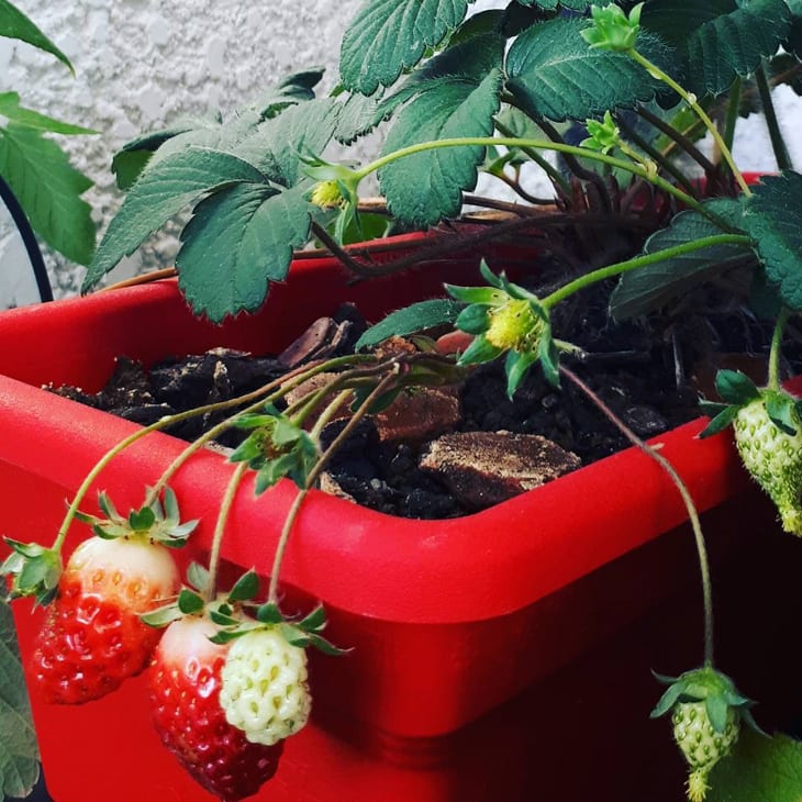 Foto de como cuidar das plantas nas viagens de ferias 15 - 3