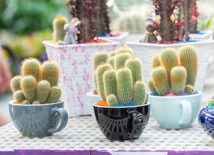 Foto de como cuidar das plantas nas viagens de ferias 4 - 4