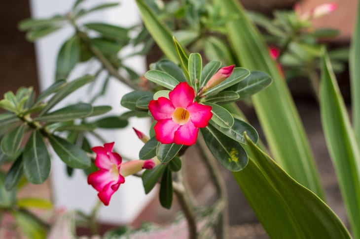 Foto de como cuidar das plantas nas viagens de ferias 8 - 8