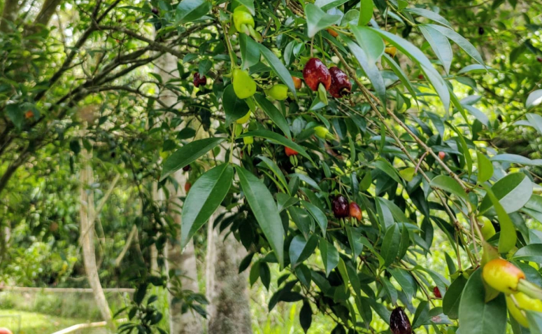 Foto de arvores paa calcada 008 - 12