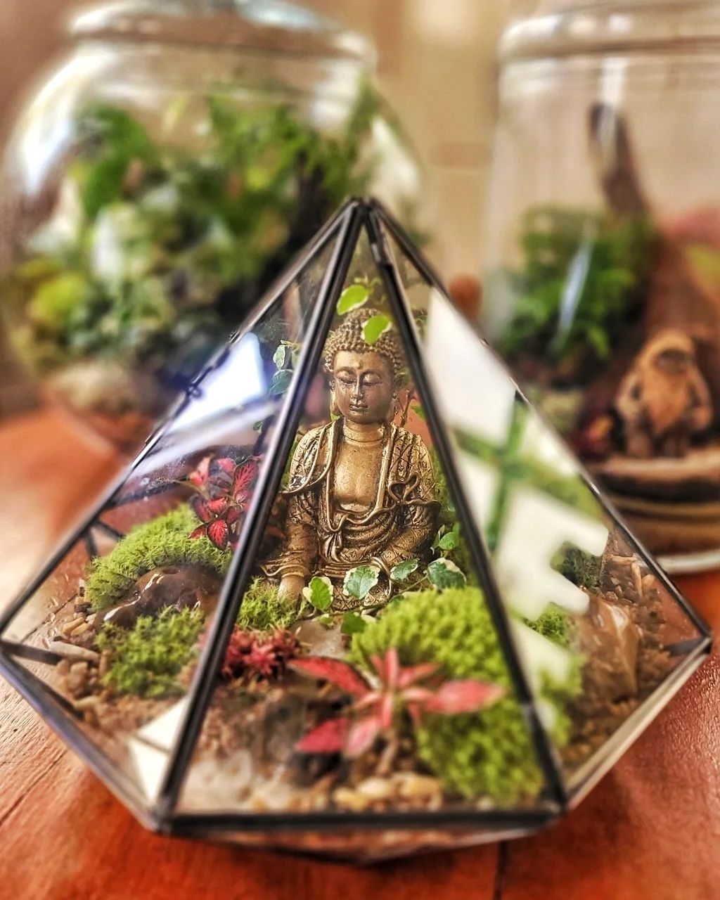 Foto de terrario 015 - 16