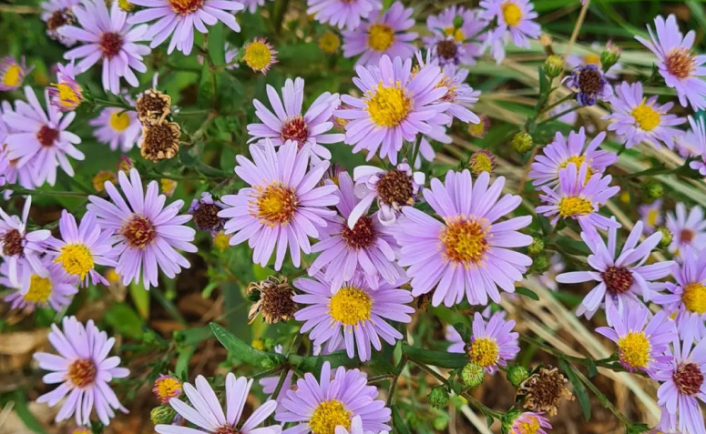 Foto de tipos de flores 017 1 - 20