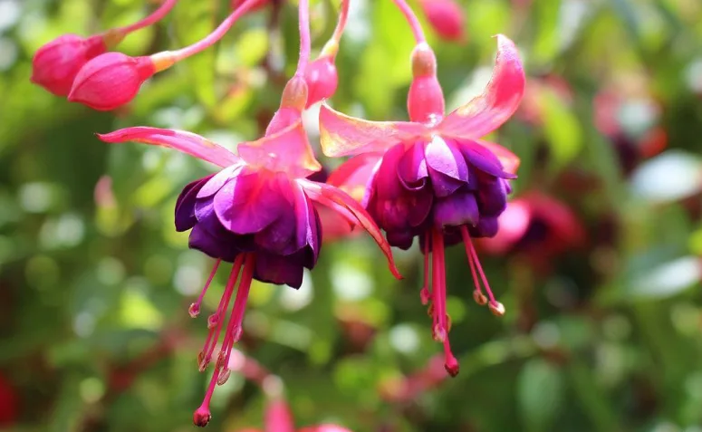 Foto de tipos de flores 024 - 27