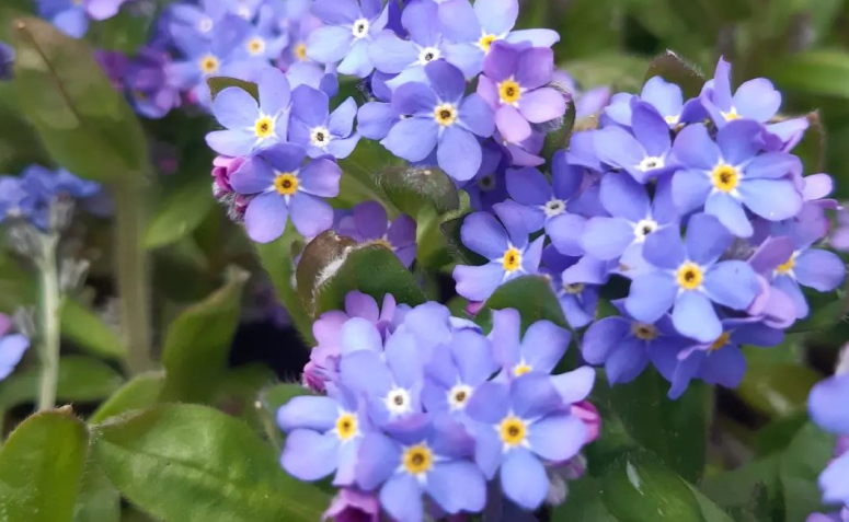 Foto de tipos de flores 059 - 62