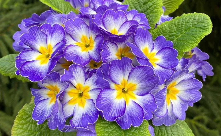 Foto de tipos de flores 069 - 72
