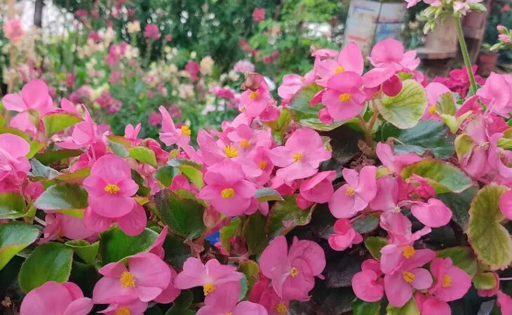Foto de tipos de flores 109 - 22