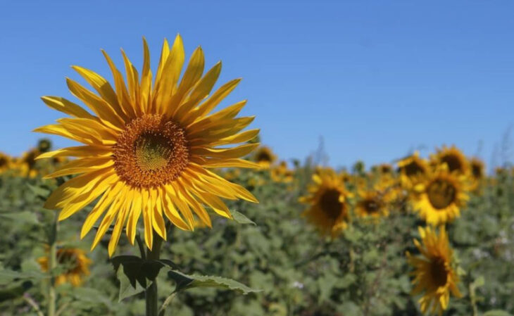 Foto de tipos de flores 138 - 3