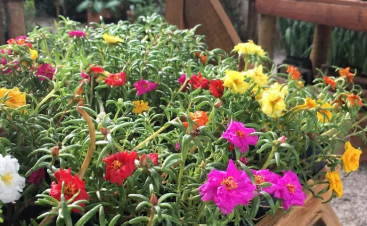 Foto de tipos de flores 160 - 64