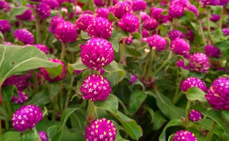 Foto de tipos de flores 163 - 66