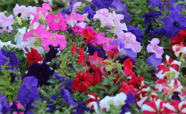 Foto de tipos de flores 164 - 67