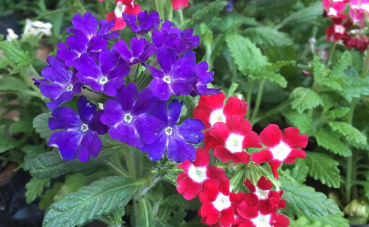 Foto de tipos de flores 180 - 82