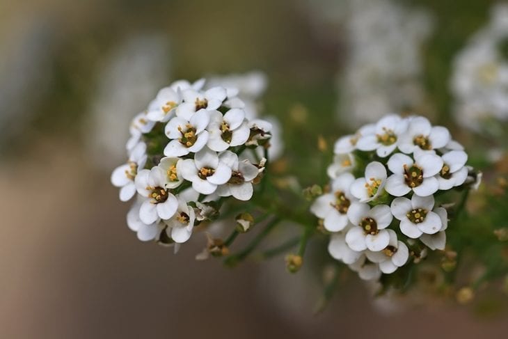 Foto de tipos de flores 2 2 - 15