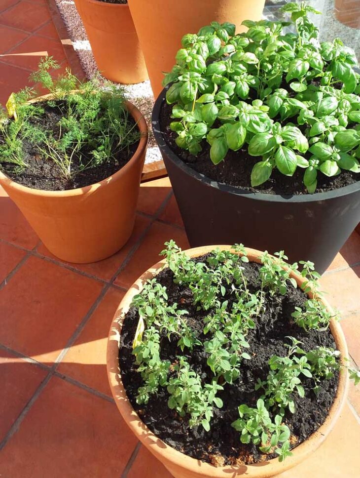 Foto de horta em apartamento 36 - 7