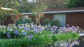 Foto de flores para jardim 000 - 6
