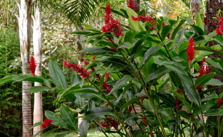 Foto de flores para jardim 014 - 17