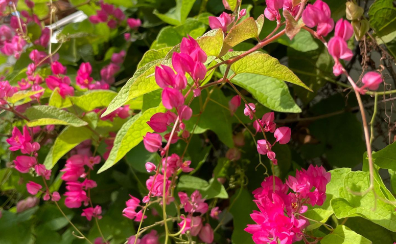 Foto de flores para jardim 016 - 28