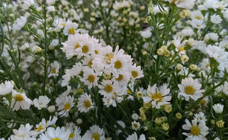 Foto de flores para jardim 019 - 30