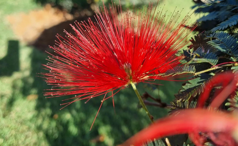 Foto de flores para jardim 028 - 38