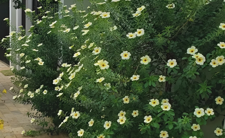 Foto de flores para jardim 031 - 19