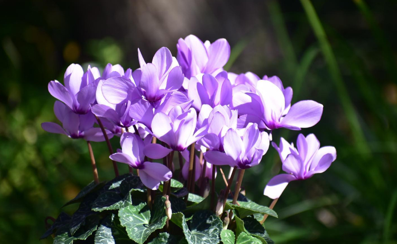 Foto de flores para jardim 034 - 43