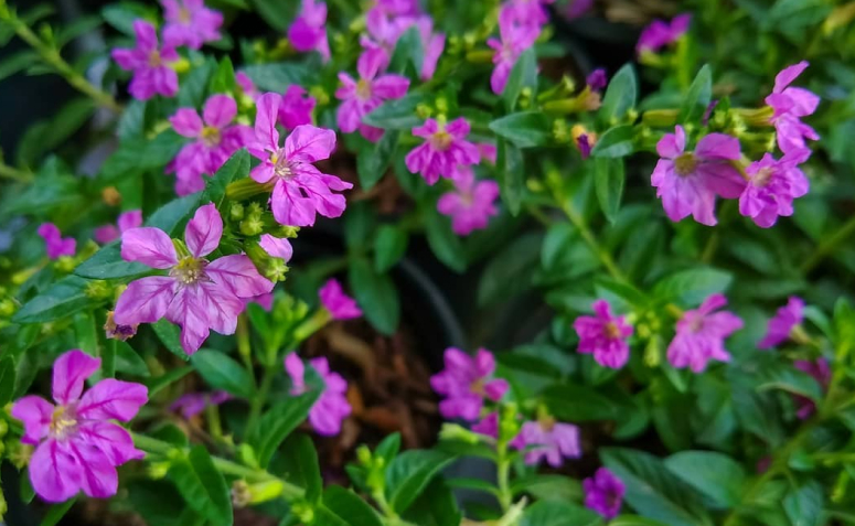 Foto de flores para jardim 040 1 - 50