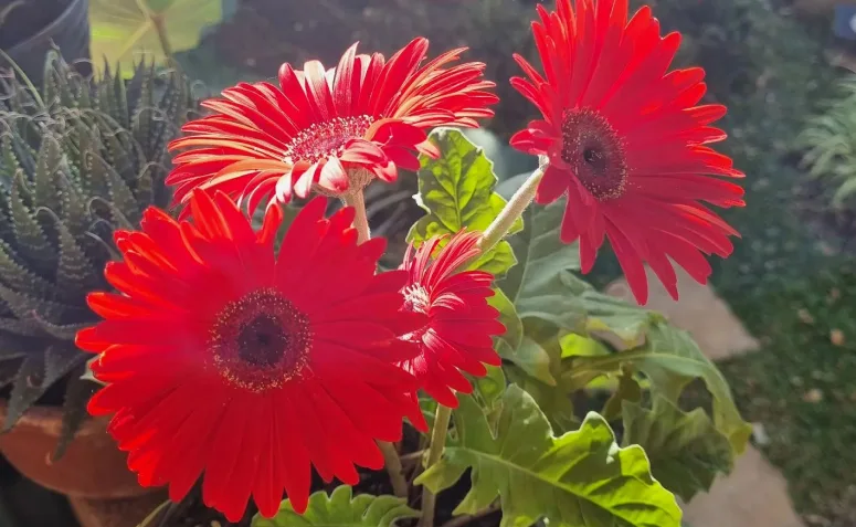 Foto de flores para jardim 054 - 61