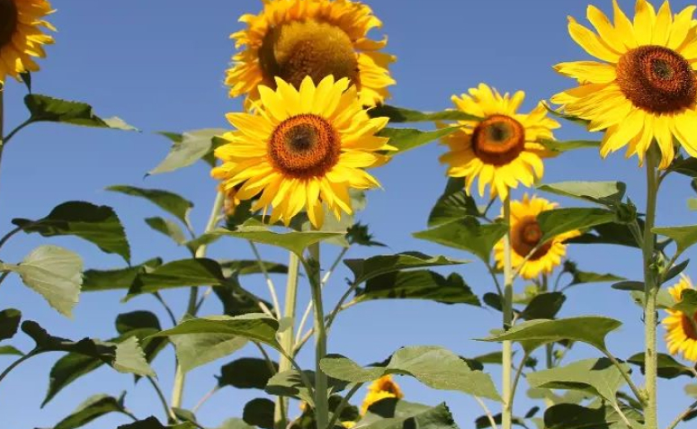 Foto de flores para jardim 055 1 - 62