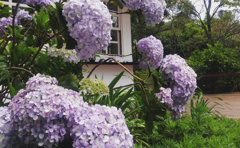 Foto de flores para jardim 058 - 66