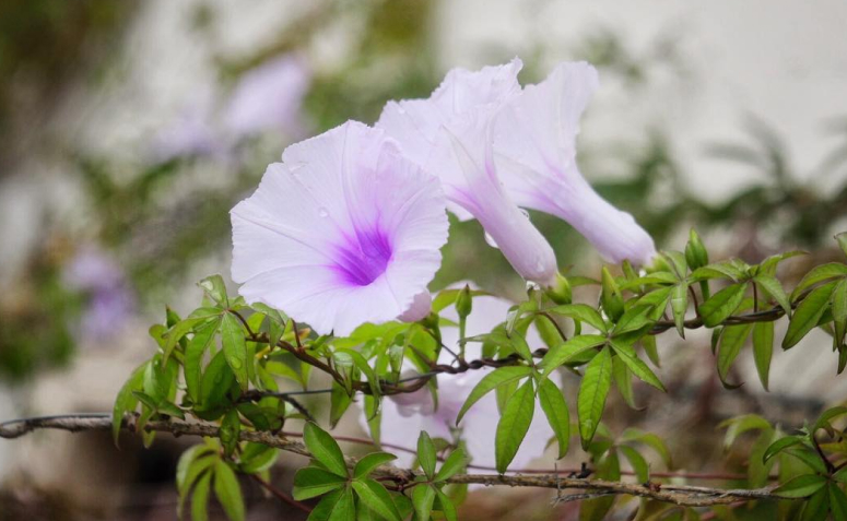 Foto de flores para jardim 059 1 - 67